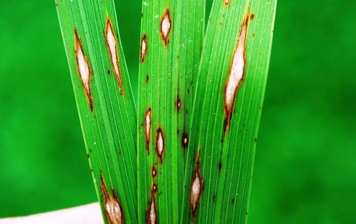 Paddy Blast